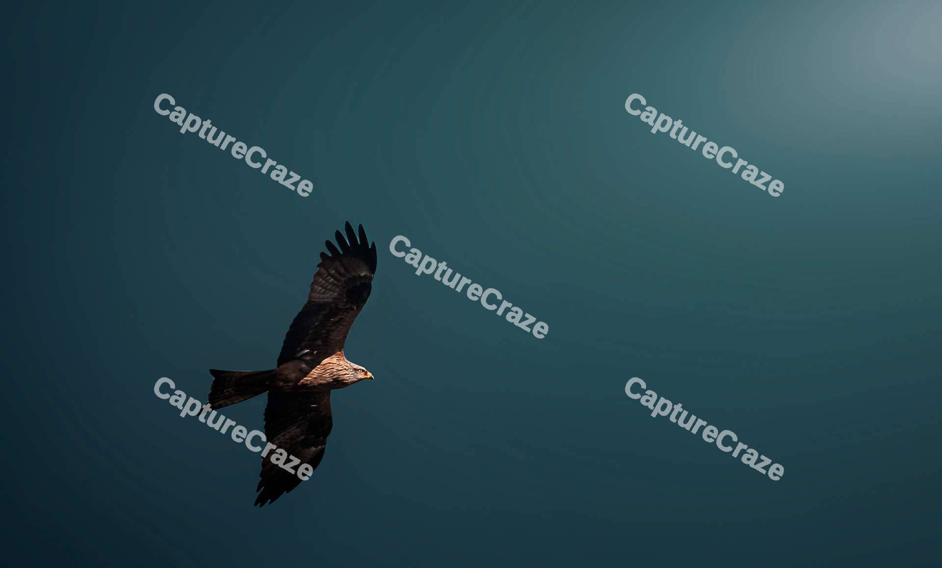 Black kite flying